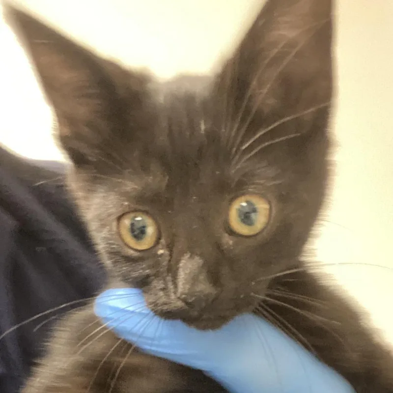 A baby small-sized male Black Domestic Short Hair cat named 72168 for adoption in Harrisonburg, VA