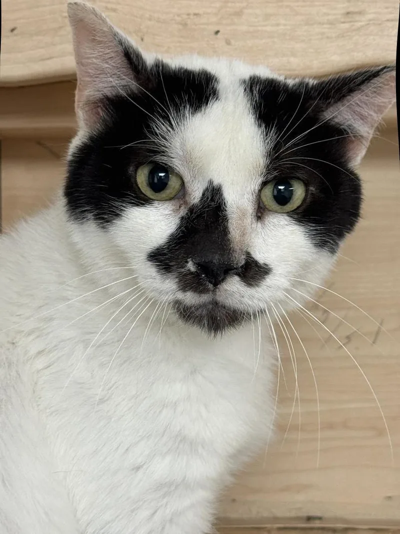 A senior medium-sized male White Domestic Medium Hair cat named Basil Mccow for adoption in Chandler, AZ