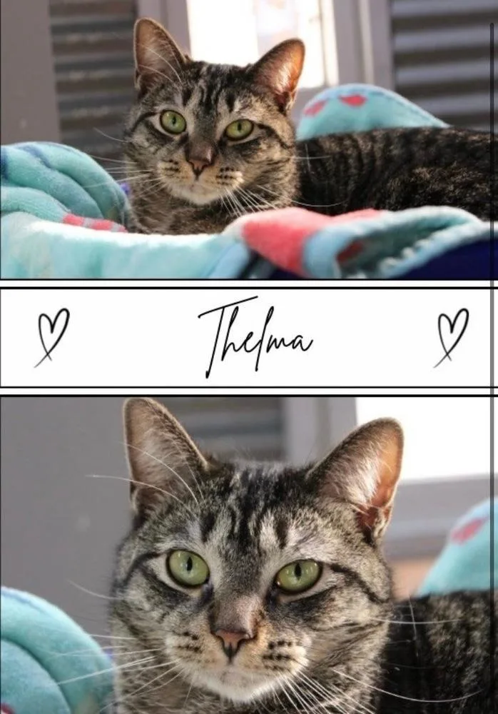 An adult medium-sized female Brown / Chocolate Domestic Short Hair cat named Thelma for adoption in Rochester, IN