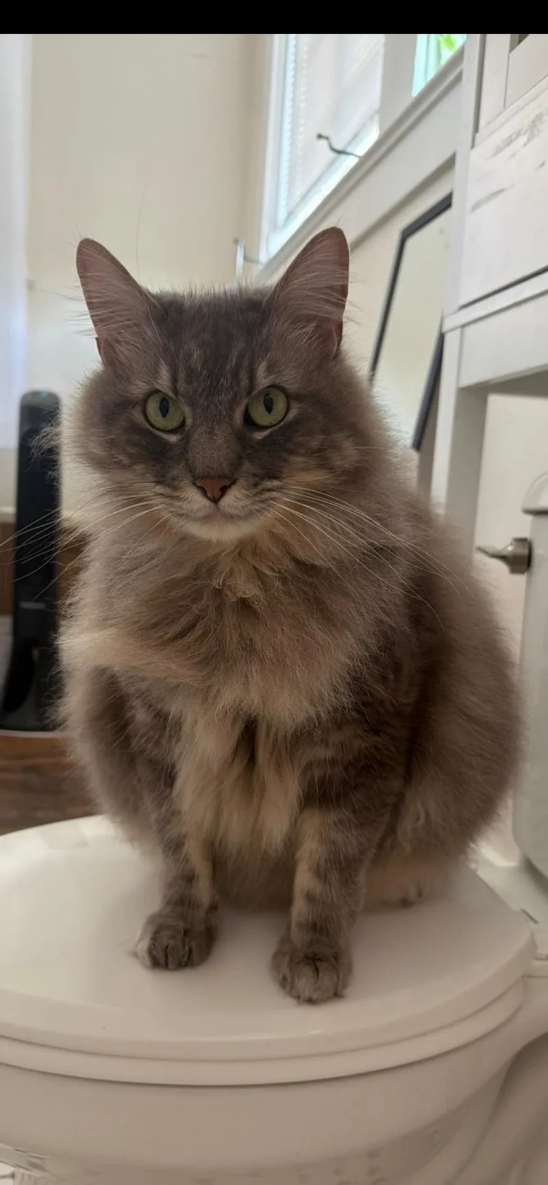 An adult medium-sized male Domestic Long Hair cat named Walker for adoption in Baton Rouge, LA