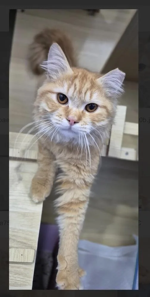 A baby medium-sized male Orange & White Maine Coon cat named Peaches for adoption in Randolph, MA