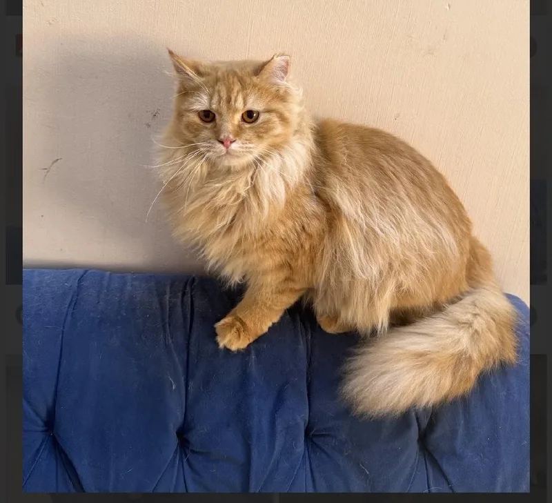 Peaches thumbnail 3
