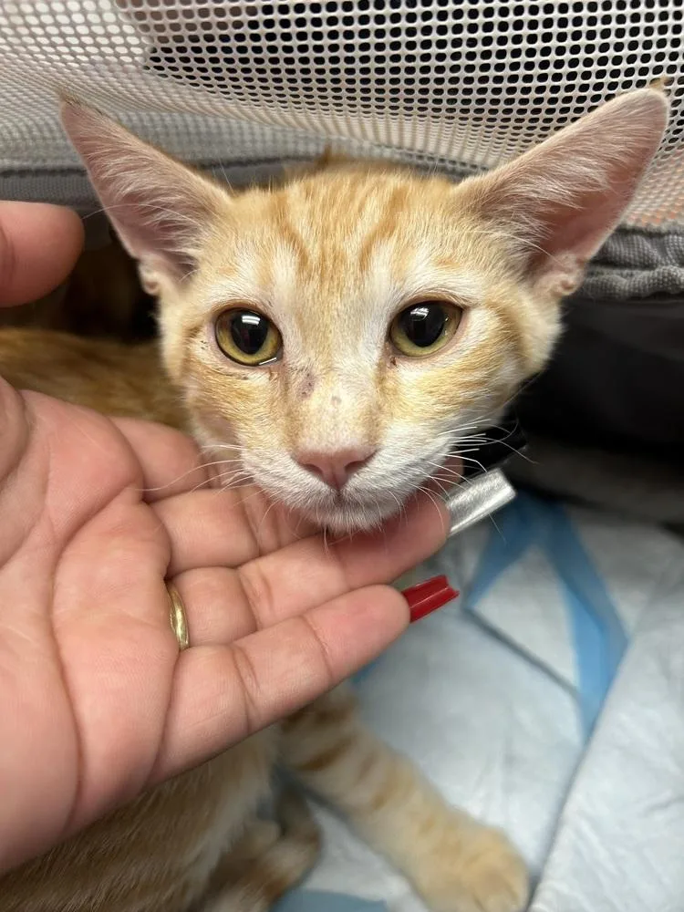 A young small-sized male Domestic Short Hair cat named Elliot for adoption in Ontario, CA