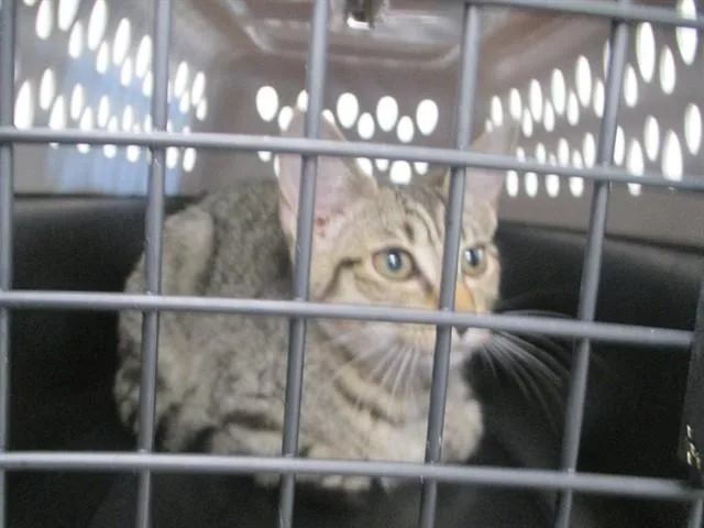 A baby small-sized female Domestic Short Hair cat named Pan for adoption in Ocala, FL
