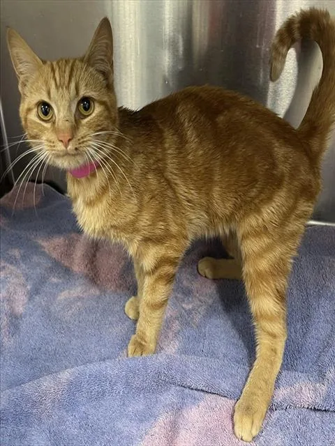 Penelope Featherington