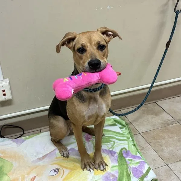 A young large-sized female Mixed Breed dog named Heather for adoption in Troutdale, OR