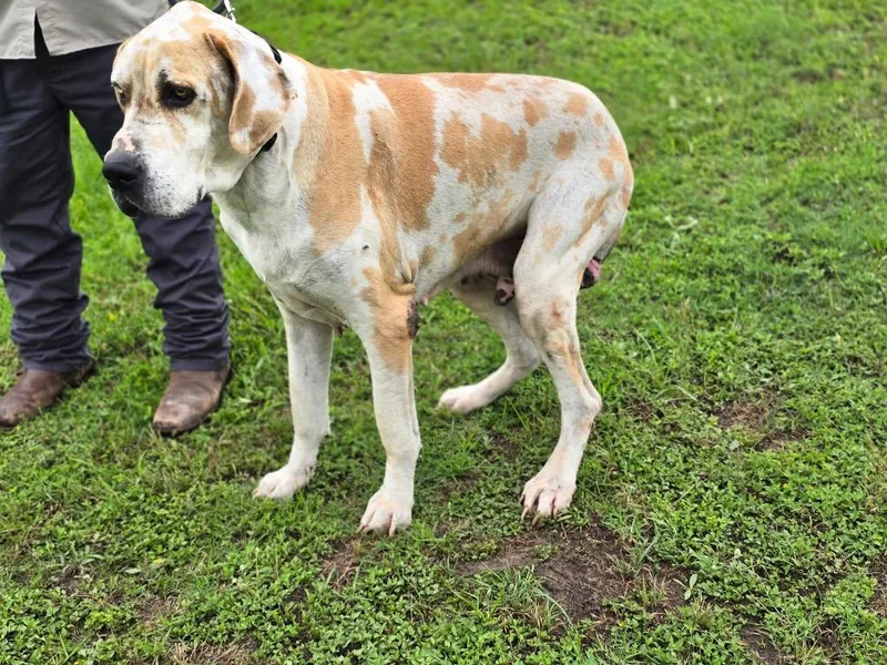 A senior extra large-sized male White / Cream Great Dane dog named Barty for adoption in Bullard, TX