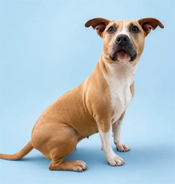 An adult large-sized female Pit Bull Terrier dog named Fawn for adoption in Westminster, MD
