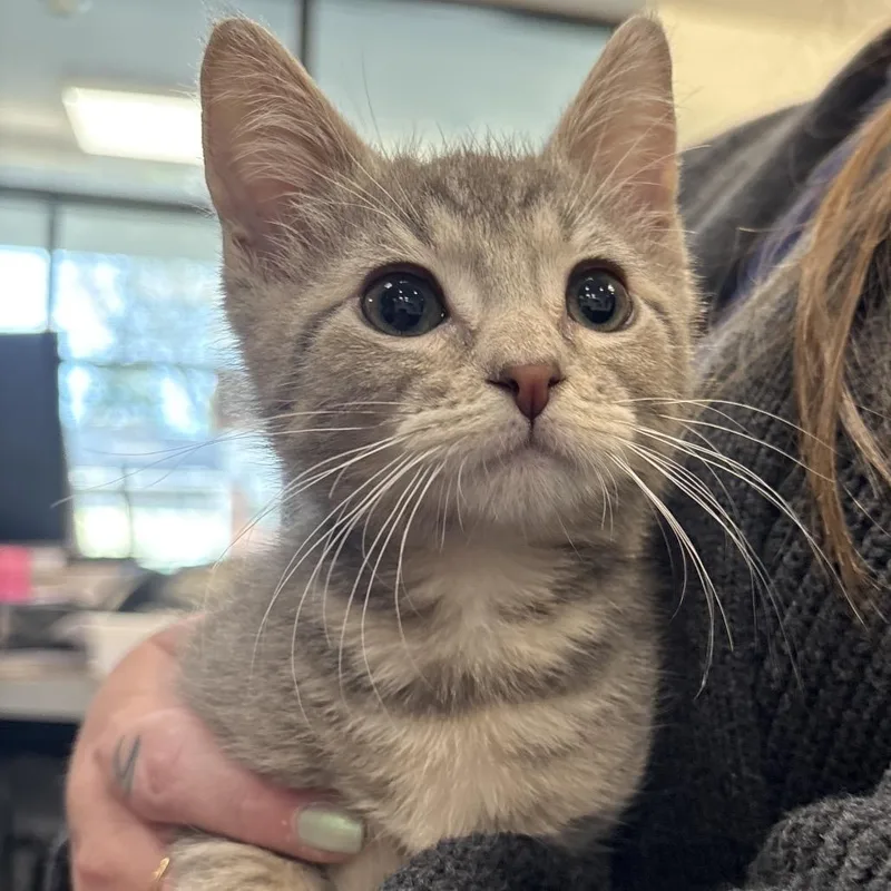 A baby small-sized male Domestic Short Hair cat named Bram for adoption in Allentown, PA