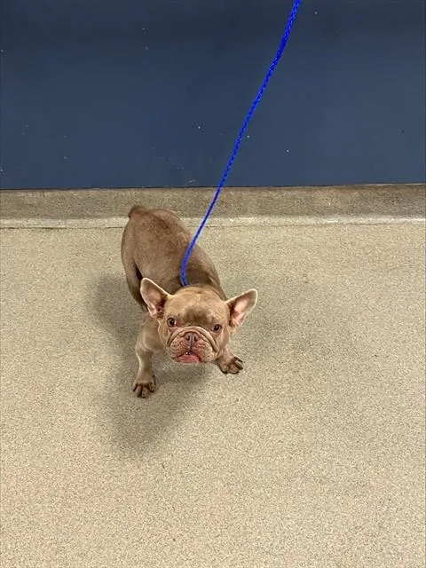 A young small-sized female French Bulldog dog named Ginger for adoption in Miami, FL
