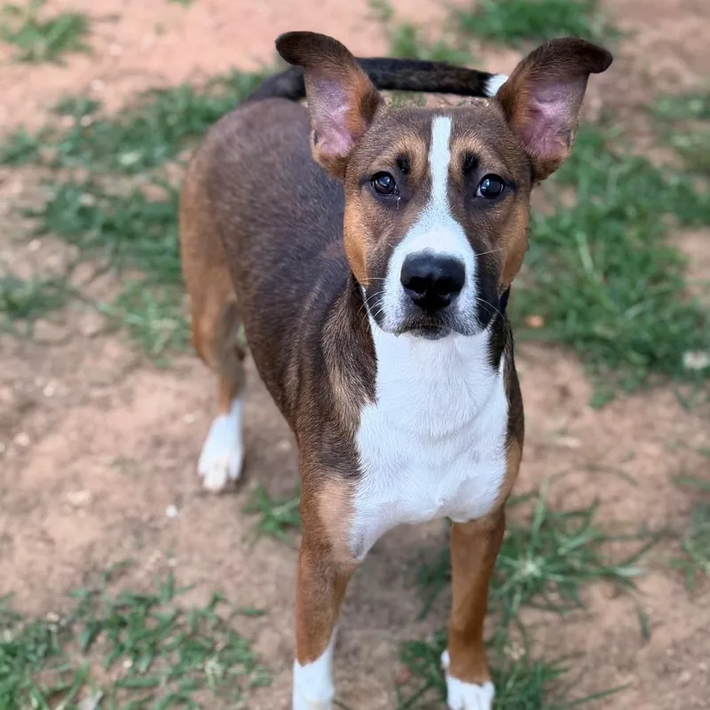 An adult medium-sized male Brown / Chocolate Hound dog named Milkyway for adoption in Summerdale, AL