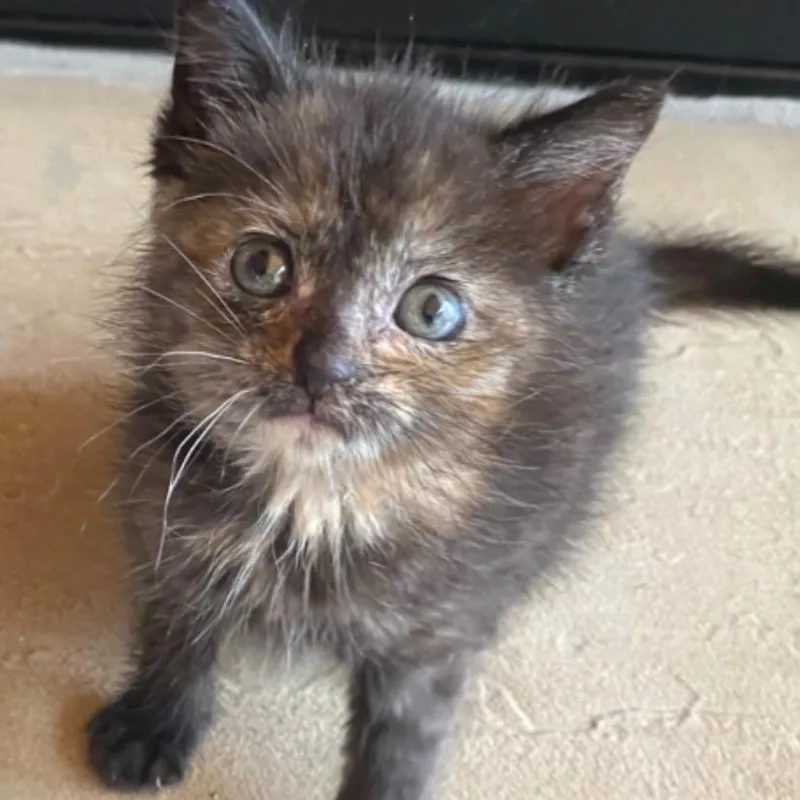 A baby small-sized female Tortoiseshell Domestic Short Hair cat named Minnie Purrl for adoption in Branson, MO