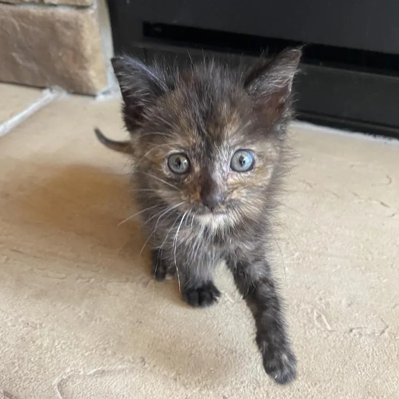 Minnie Purrl thumbnail 3