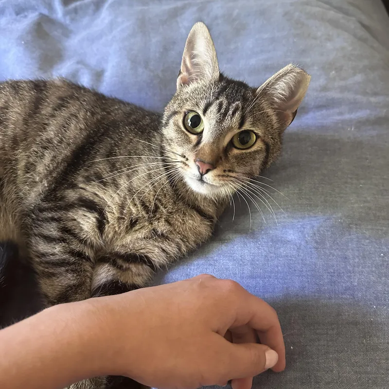 A young small-sized female Domestic Short Hair cat named Teddy for adoption in Elk Grove, CA