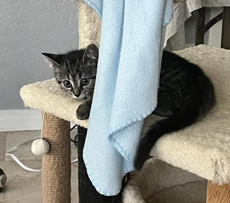 A baby small-sized female Black & White / Tuxedo Domestic Short Hair cat named Powder for adoption in Wellington, FL
