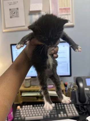 A baby small-sized female Domestic Short Hair cat named Milk Dud for adoption in Chamblee, GA