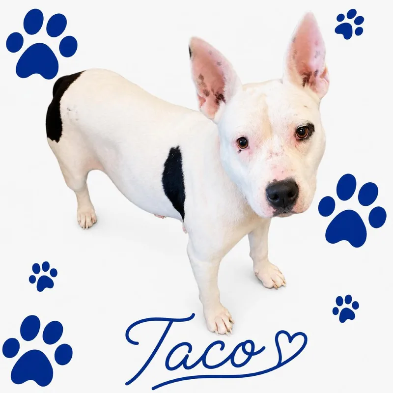 Taco thumbnail 2