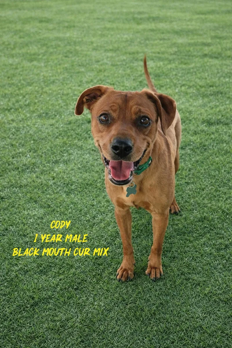 An adult medium-sized male Brown / Chocolate Black Mouth Cur dog named Cody  Year Male for adoption in Mesa, AZ