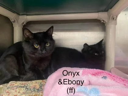 Ebony thumbnail 2