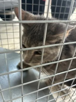 An adult medium-sized female Domestic Short Hair cat named Samara for adoption in Lafayette, IN