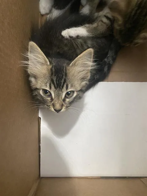 A baby medium-sized male Domestic Short Hair cat named Martin for adoption in Dallas, TX