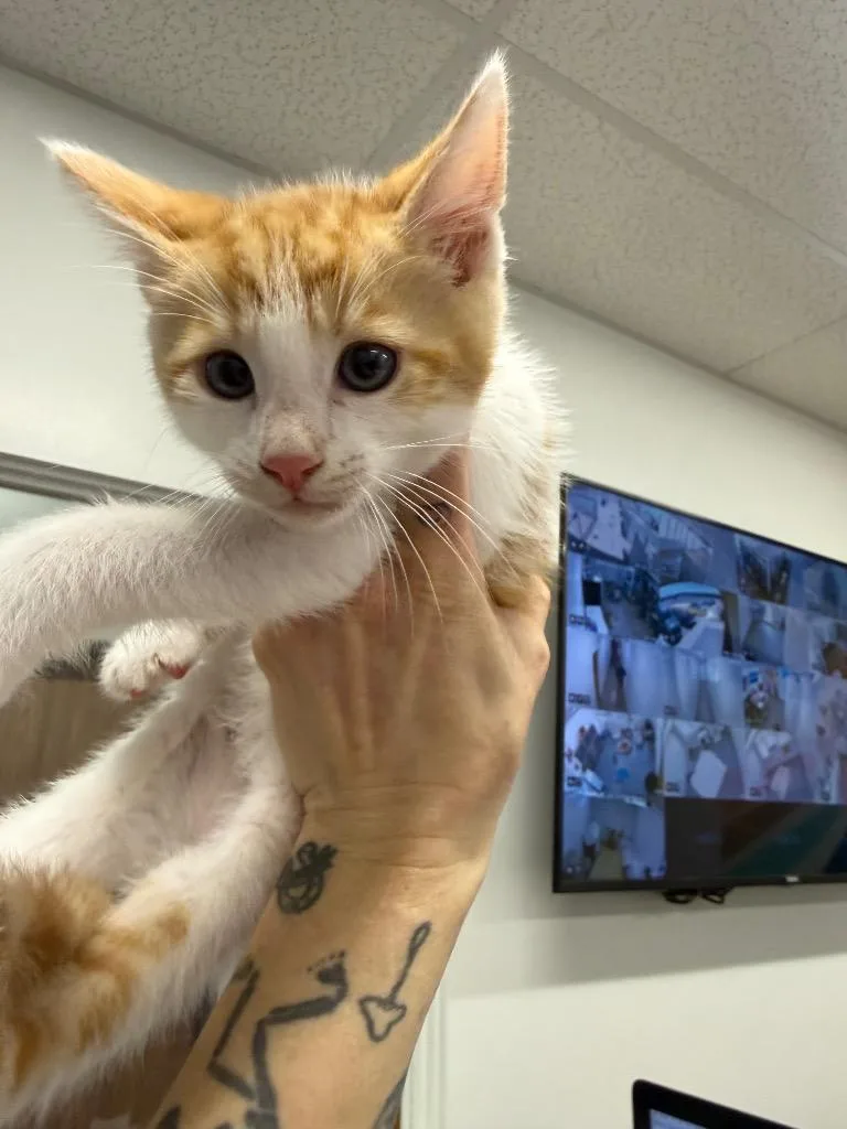 A baby small-sized male Domestic Short Hair cat named Bramble for adoption in Thousand Oaks, CA