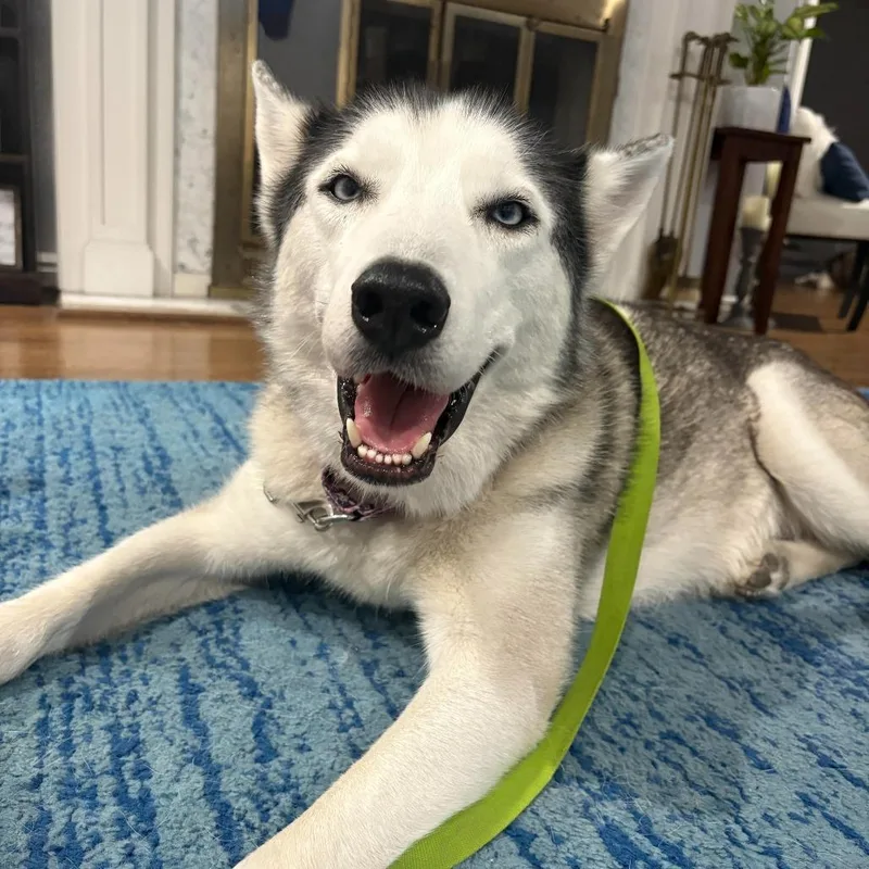 An adult medium-sized female White / Cream Mixed Breed dog named Ava for adoption in Houston, TX