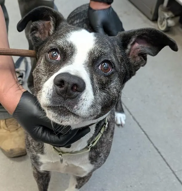 An adult medium-sized male Pit Bull Terrier dog named Tuhall for adoption in Tucson, AZ