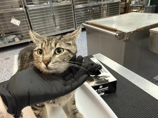 A young small-sized female Domestic Short Hair cat named Lucy for adoption in Thousand Palms, CA