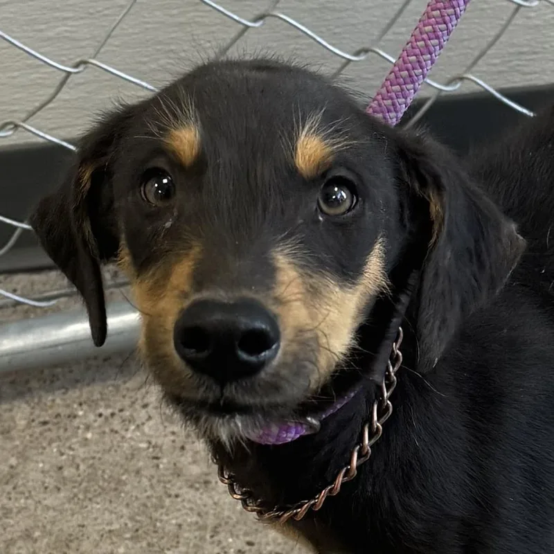A young medium-sized female Black Mixed Breed dog named 112054 for adoption in Las Cruces, NM