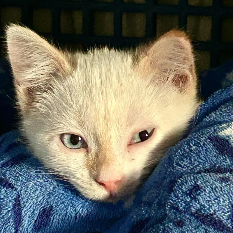 A baby medium-sized male Domestic Short Hair cat named Oso for adoption in Salt Lake City, UT