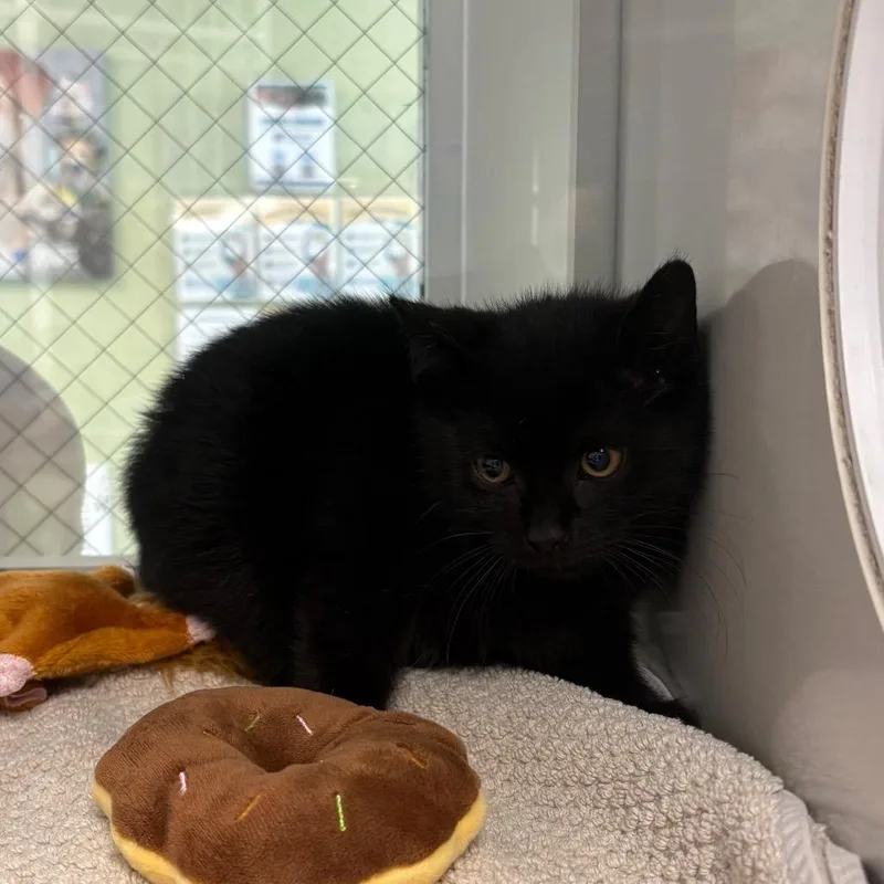 A baby small-sized male Black Domestic Short Hair cat named Bill for adoption in East Hanover, NJ