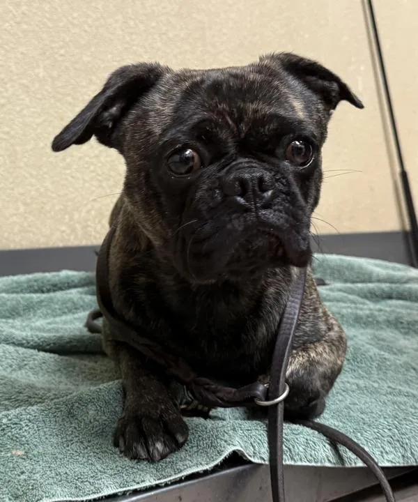 A young small-sized male Pug dog named Biscuit for adoption in Oceanside, CA