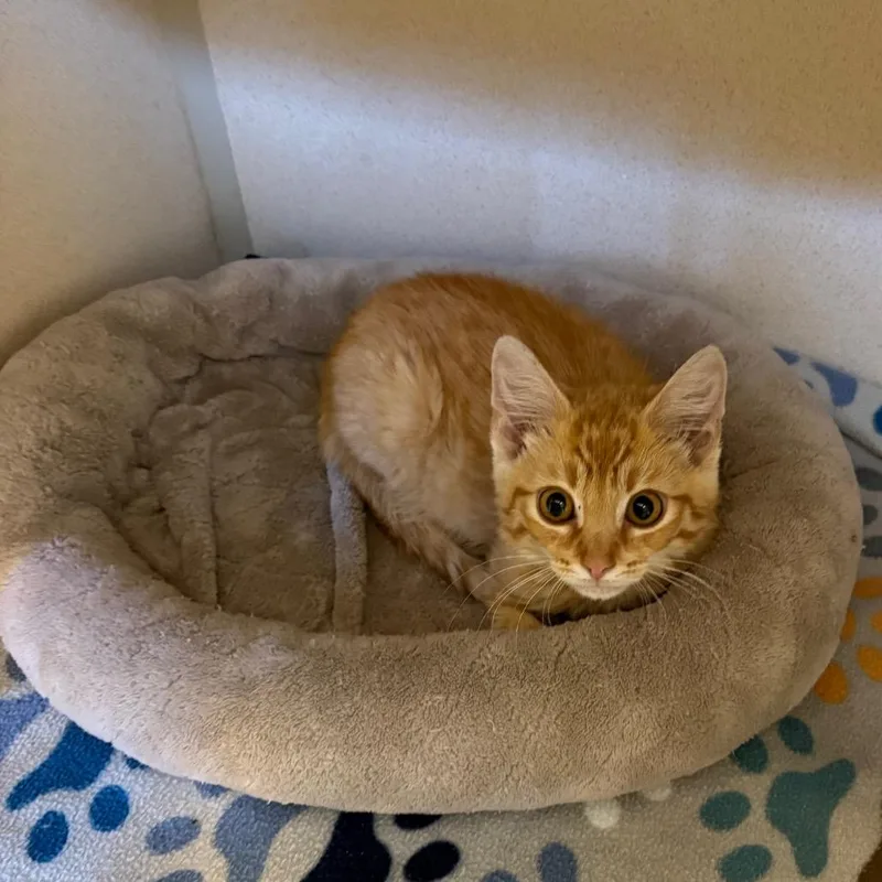 A baby small-sized male Orange / Red Domestic Short Hair cat named Burning Man for adoption in Rifle, CO