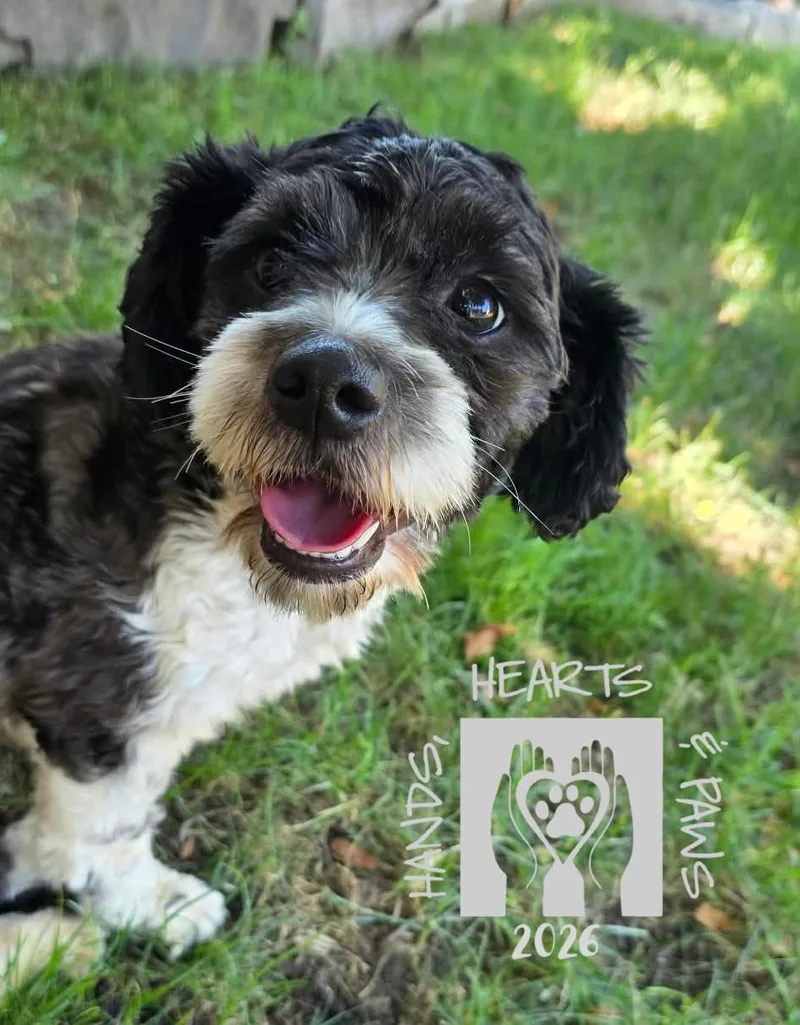 A young small-sized female Black Shih Tzu dog named Kylia for adoption in Omaha, NE