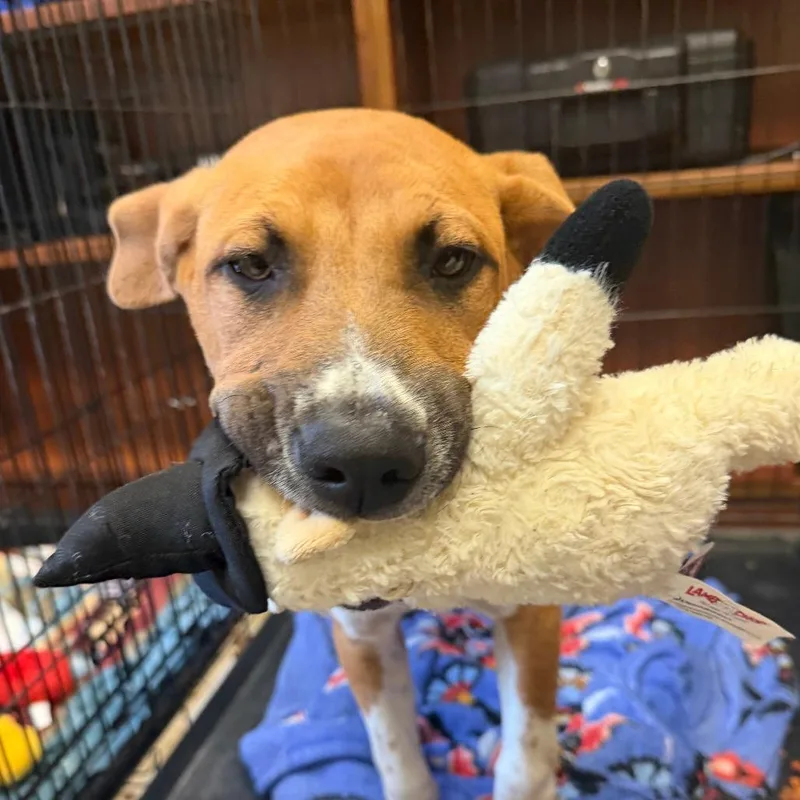 A young large-sized male Yellow / Tan / Blond / Fawn Mixed Breed dog named Possum for adoption in Red House, WV