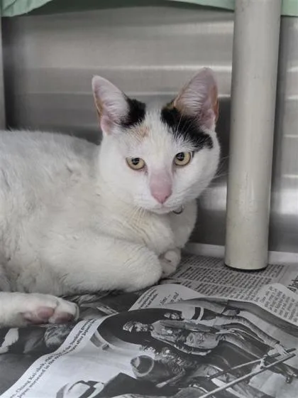An adult large-sized female Domestic Short Hair cat named Sun for adoption in San Antonio, TX