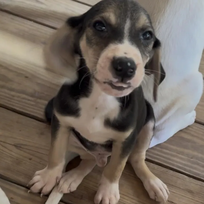 Pepper