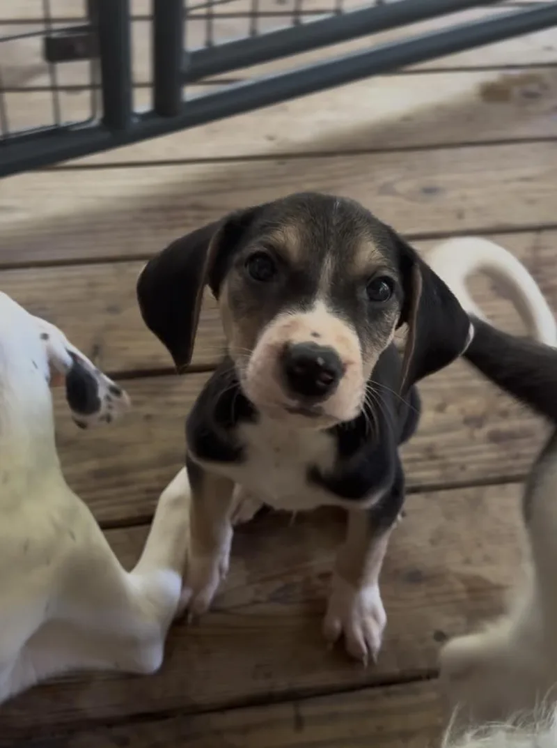 Pepper thumbnail 2