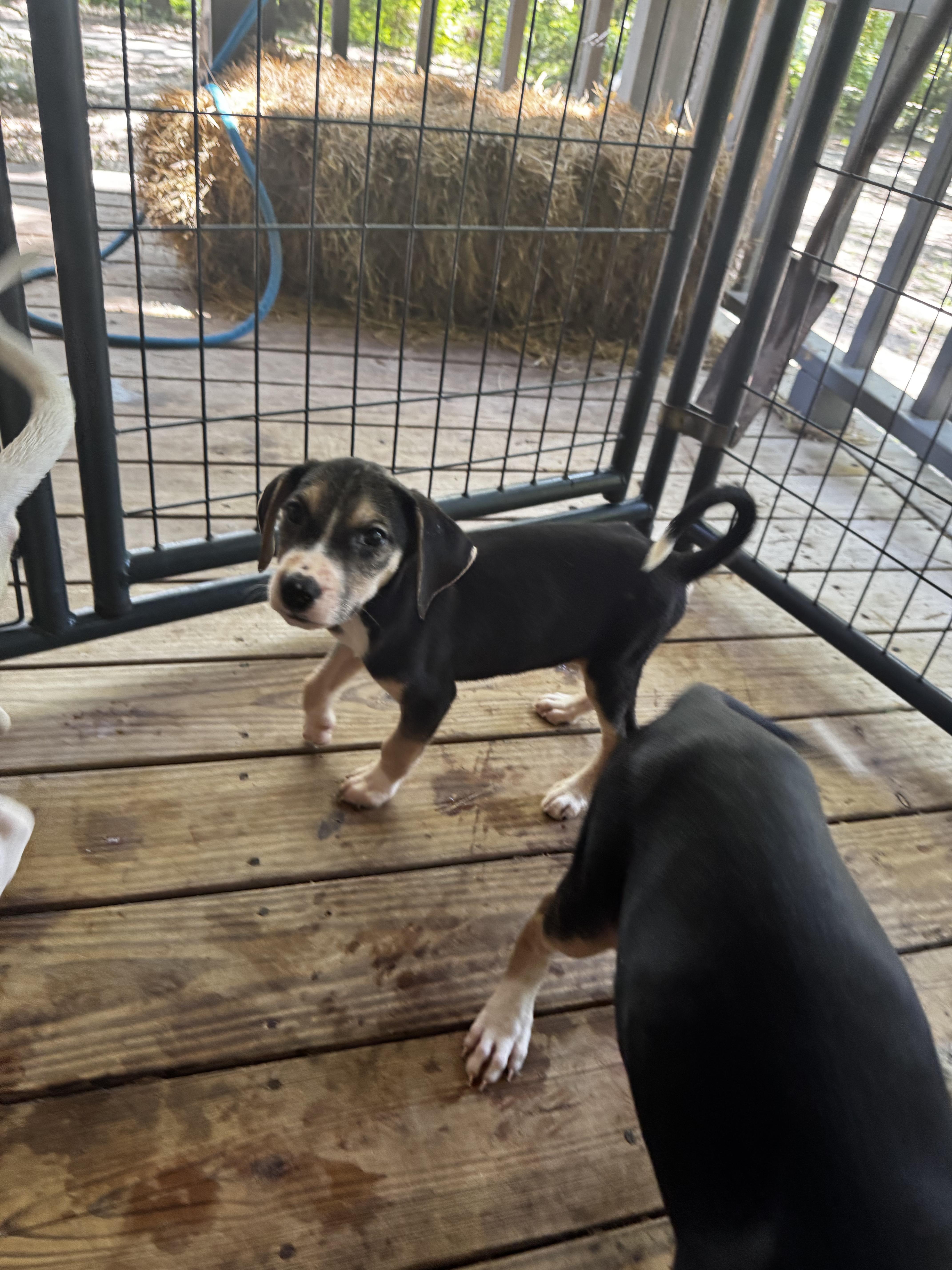 Pepper thumbnail 3