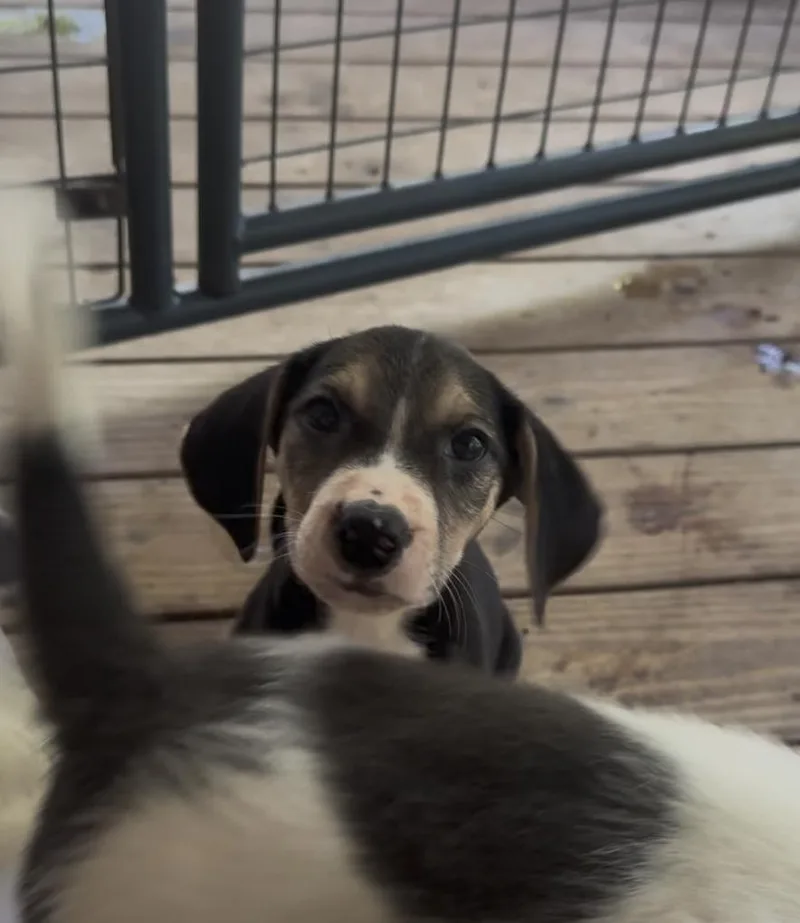 Pepper thumbnail 4
