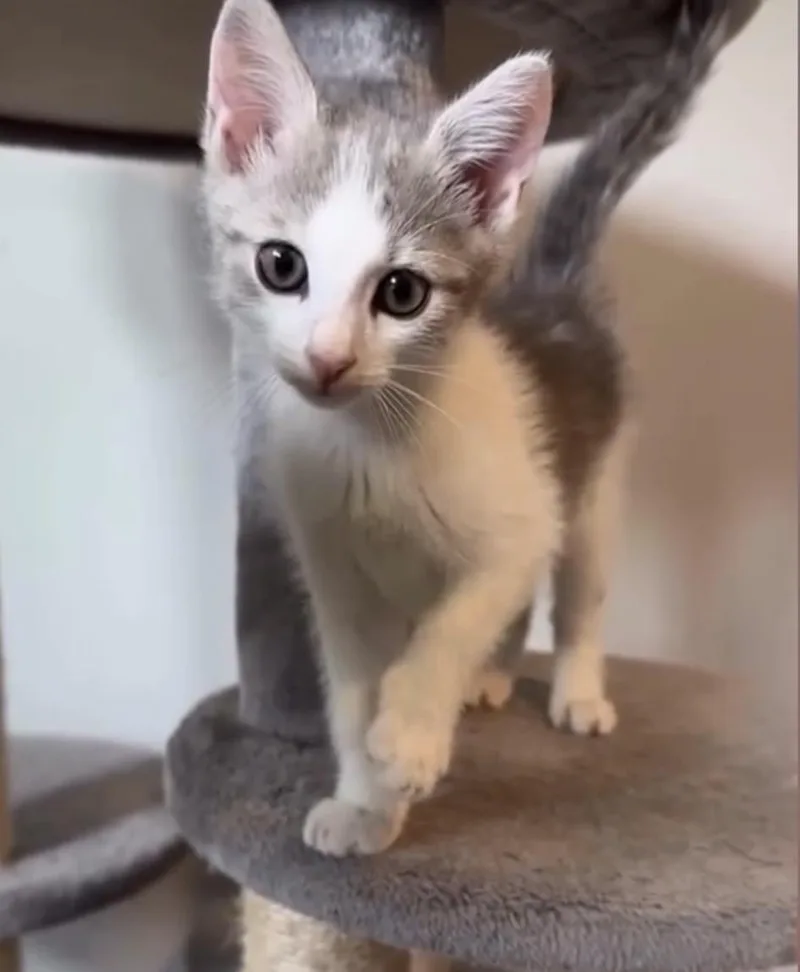 A baby small-sized female Domestic Short Hair cat named Shiloh for adoption in Charlotte, NC
