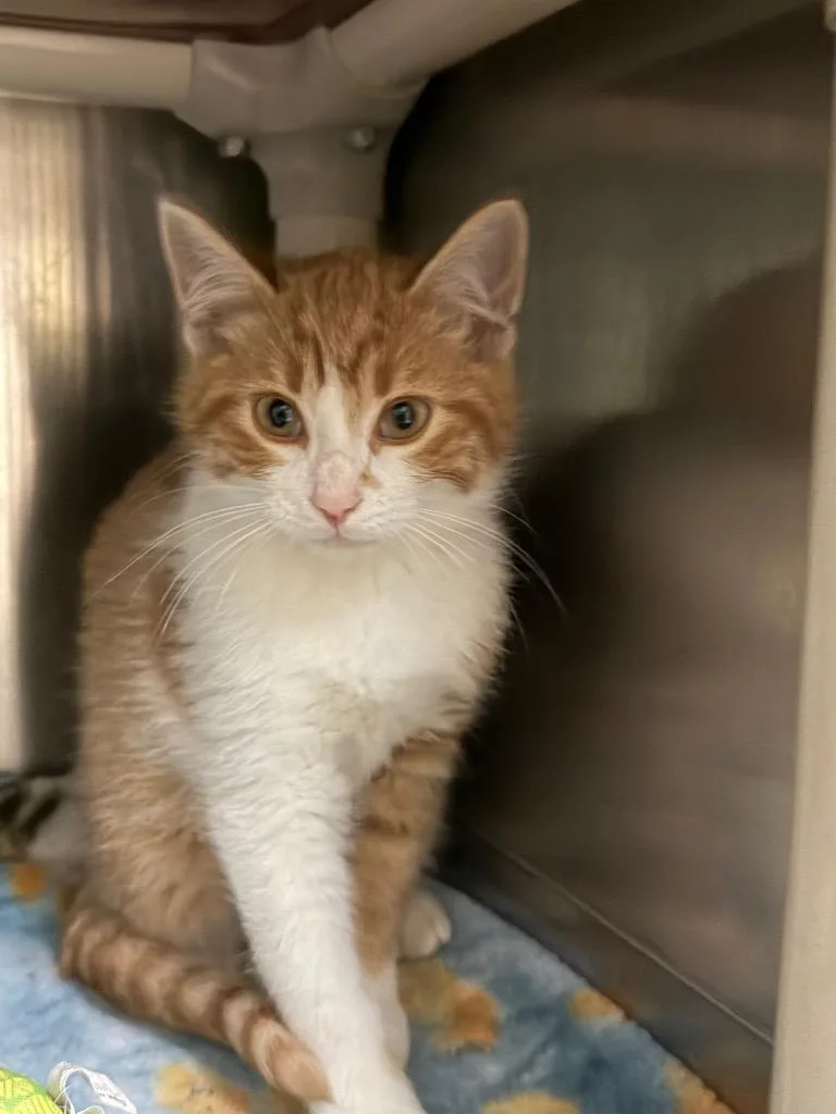 A baby medium-sized male Orange & White Domestic Short Hair cat named Houdini for adoption in Amery, WI