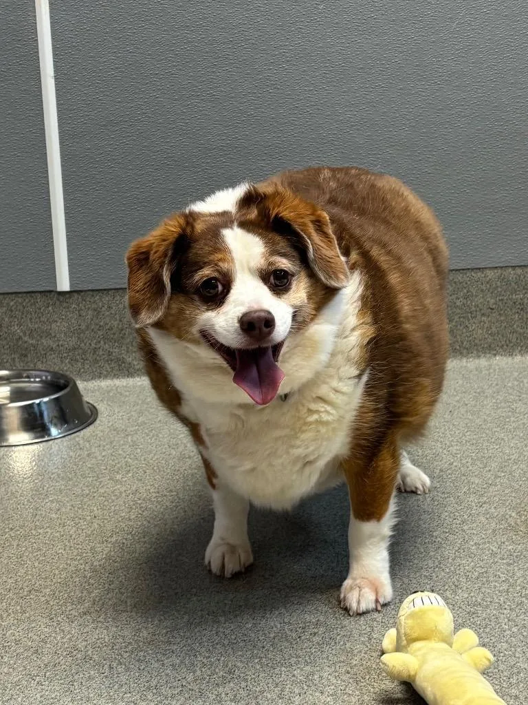 A senior medium-sized male Australian Shepherd dog named Jersey for adoption in Bloomington, IN