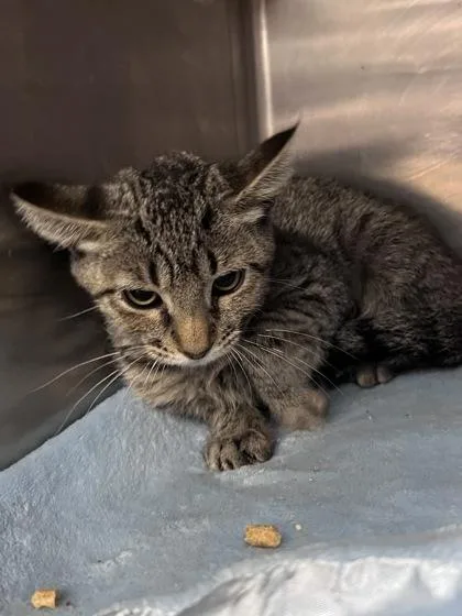 A baby small-sized female Domestic Short Hair cat named Cedar for adoption in Houston, TX
