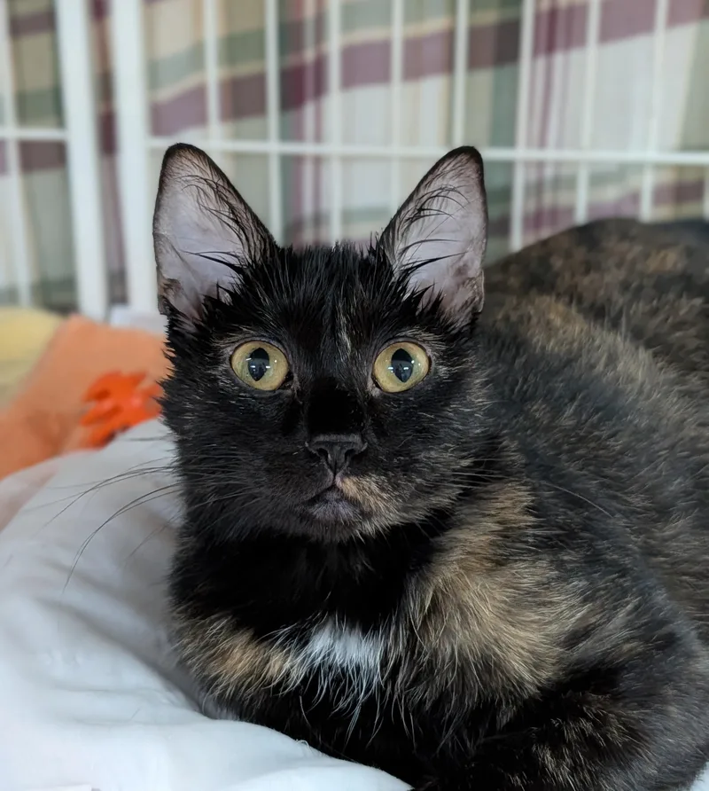 An adult medium-sized female Tortoiseshell Domestic Short Hair cat named Briar Rose for adoption in Decatur, IL