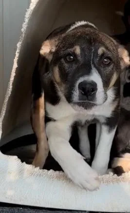 A baby medium-sized female Collie dog named Mighty for adoption in Ada, OK