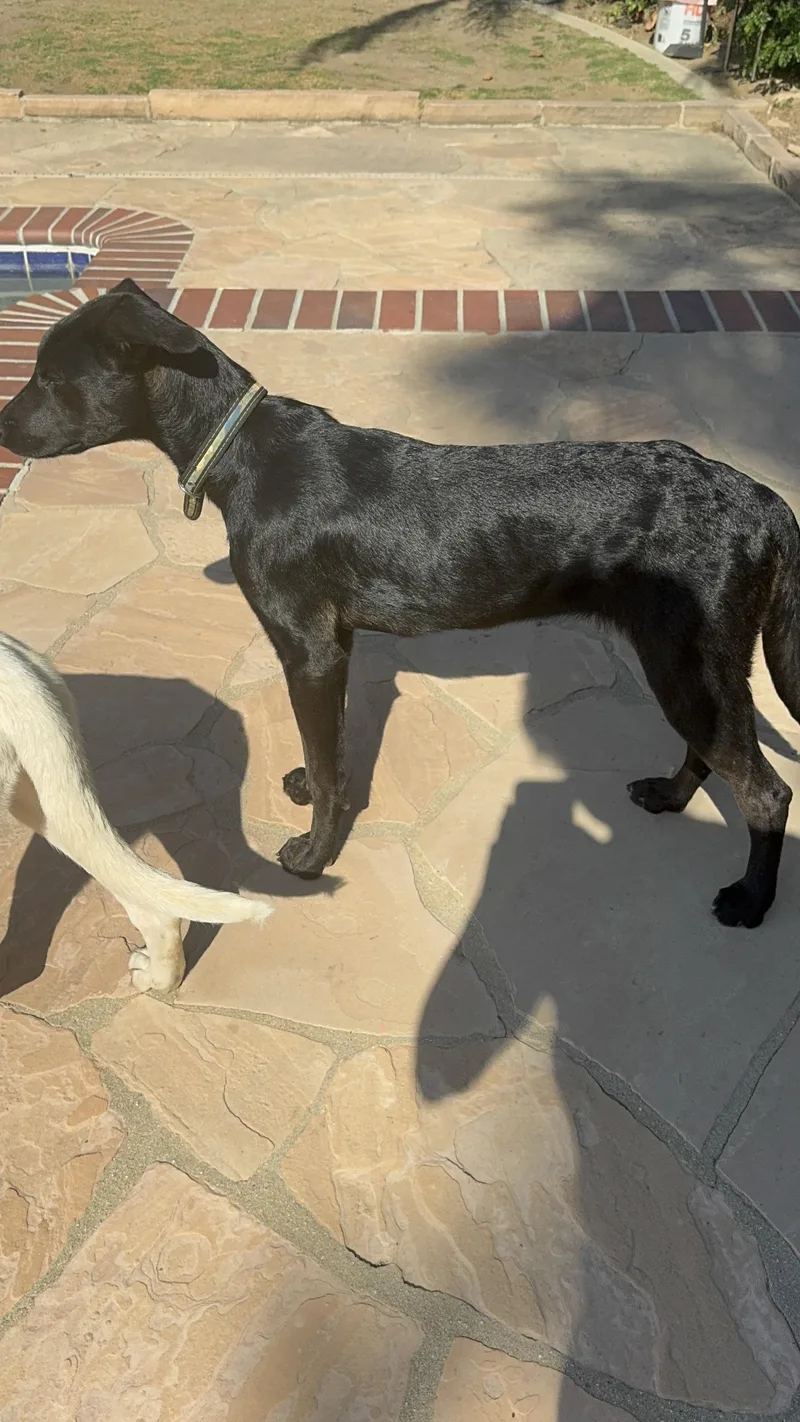 A baby medium-sized female Black Whippet dog named Bonita for adoption in Bakersfield, CA