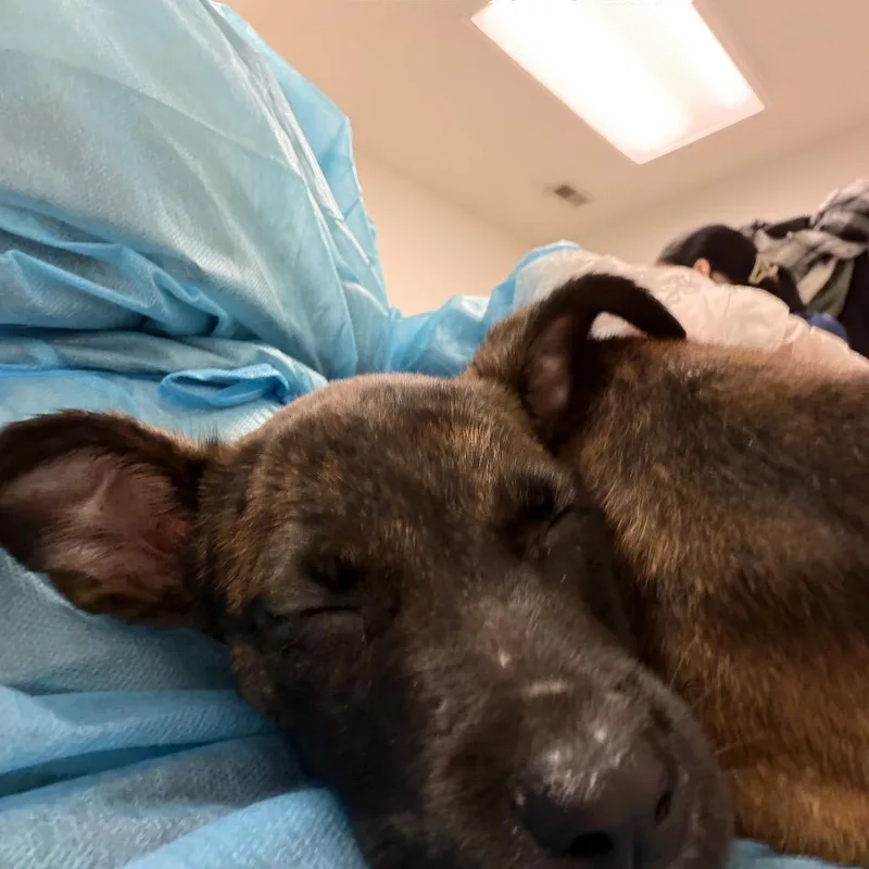 A baby small-sized female Brown / Chocolate Mixed Breed dog named Skadi for adoption in Charleston, WV