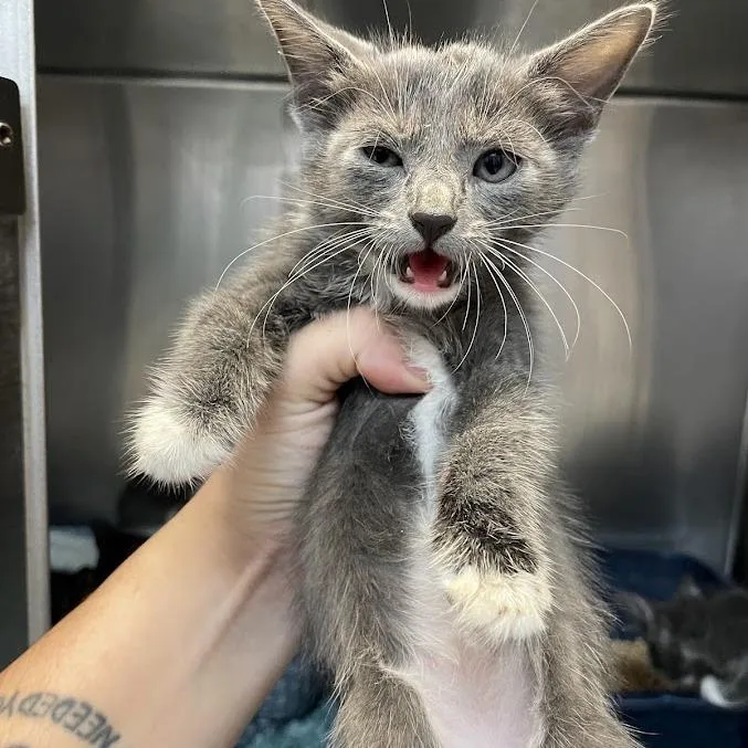 A baby small-sized female Gray / Blue / Silver Domestic Short Hair cat named Lil Mittens for adoption in Port Charlotte, FL